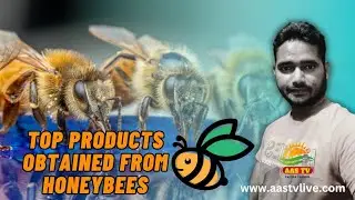 Top Products Obtained From Honeybees 🐝 | Propolis | Royal Jelly | Beeswax | Bee Venom
