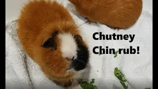 Guinea pig chin rub - Ginger and Chutney!
