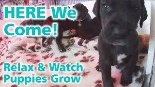 Puppy Den Week 4 | First Solid Meals, Playtime & Relaxing Puppy Moments