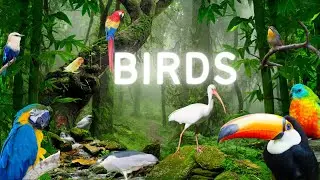 4K Birdwatching Paradise: Discover the World's Most Beautiful Birds & Relaxing Music