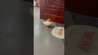 duck stay and play with me😇monkey baby Lily