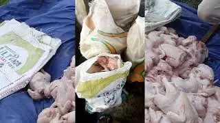 Распространенные проблемы при выращивании бройлеров, которых следует избегать, решения и как прощ...