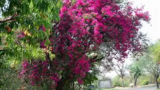 JNU the Beautiful Place