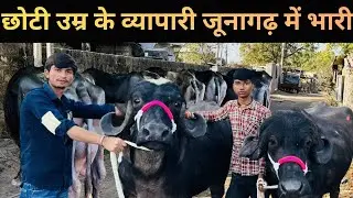Young businessman buys huge Jafri in Junagadh #dairybusiness#buffalo#cow #dairysolutionbysatish