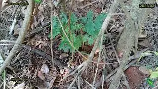 2026.03 árvore número 03 plantei na selva 