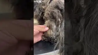 As&iacute; se mira un Perro ENREDADO del pelo #shorts #dogs