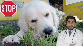 Why Dogs Eat Grass: Tips-Causes and Prevention | In Urdu | Vet Furqan Younas || Animalia Dot Pk