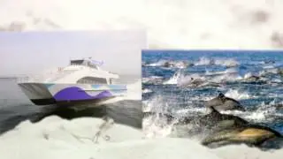 Harbor Breeze Corporation  Harbor Breeze Cruises and Whale Watching
