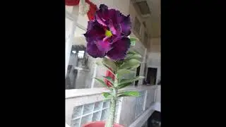 Purple Adenium - MaysGardenSeed Customer Review