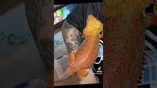 What&rsquo;s your favorite flavor? : Bearded Dragon