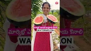 What kind of watermelons should I buy? What is the sound quality? || Watermelon #agriculture #sho...