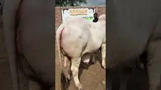 Hamdan Cattle Farm & Palai Centre|#Mandivisit|