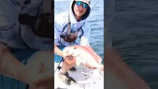 Chumming for Red SNAPPER|Tons Of Red SNAPPER #snapper #redsnappers #catchingfish