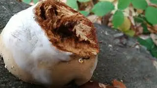 Fomes fometarius - trud, pčelarska gljiva, bukova guba