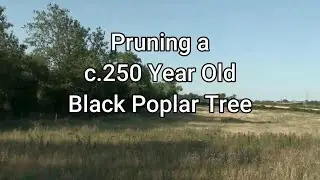 Pruning a Black Poplar Tree - July, 2025