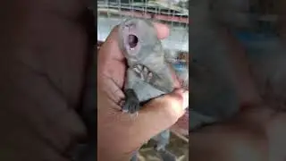 Baby Bunny Crying Sound #shorts #rabbit #rabbitfarming