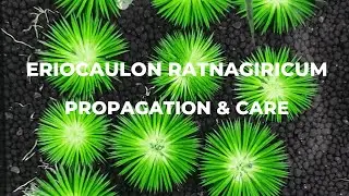 How to Care & Propagate Eriocaulon Ratnagiricum | Rare Aquarium Plant Guide