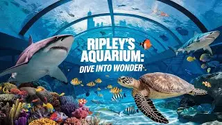 Experience the MAGIC of Toronto's RIPLEY'S AQUARIUM in 8 Minutes!