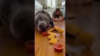 I Challenged My Dog to a Food Race&hellip; BIG Mistake! 🤣 #dogs  #food  #challenge