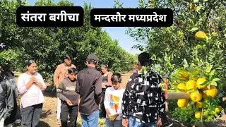 सन्तरा आदर्श बागवानी ~ Santra Farming Students Visited LM Farm Orange 🍊 #संतरा #santra #orange 