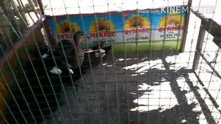 Topal ördek tedavisi /ördeği min ayağı topallıyor