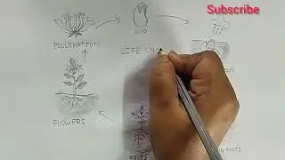 Life cycle of a plant/ plant Life cycle/ How to draw plant life cycle