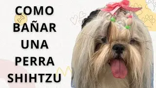 CÓMO BAÑAR UNA PERRA SHIHTZU Y REALIZAR PEINADOS CON MOÑOS