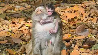 That So Exhausted From Momma With Her New Tiny Newborn Monkey, Newborn Won't Get Close Milks By Mom