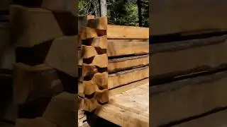 Assembling the dovetail cabin walls. Ten shorts, ten days - full cabin build. #dovetail #logcabin