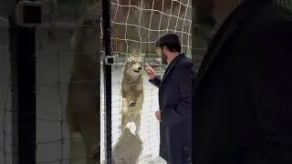 ОЗВЕРЕВШИЙ ВОЛК😱 РОЗЫГРЫШ‼️ #wolf #острыйкозырек