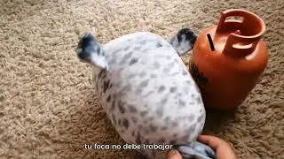 como cuidar a tu foca guatona 🤪