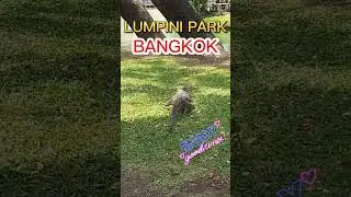 Big Monitor Lizard in Lumpini Park Bangkok. #monitorlizard #bangkok #lumpinipark