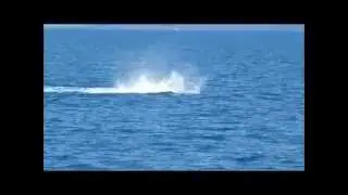 playing Humpback Calf
