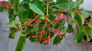 Hamelia || Fire bush plant care tips🌱