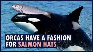 Wild orcas are wearing salmon as hats. | ANIMAL FADS