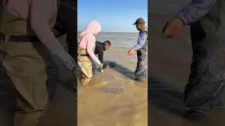 ডলফিন মাছ দুটোকে গভীর জলে ছেড়ে জাল থেকে মাছ ধরে চিংড়ি মাছ দিয়ে বানাই কুলফি #shorts #yt