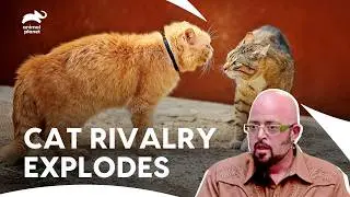 Scottish Fold Cat Owner Heartbroken Due To Cat Behavior | My Cat From Hell S4 E4, 5 | Animal Planet