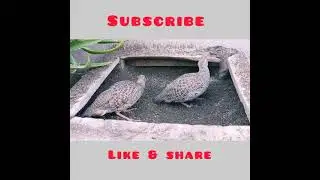 DHAKNI TEETAR (FRANCOLIN) PAIR..|#BIRDSLOVER