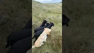 Gundog Training #dog #labrador