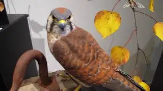 Incredible Owl and Raptor Carvings from Al Jordan