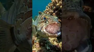 This Dad is the ULTIMATE Parent! #Jawfish #Animal #Wildlife #Nature