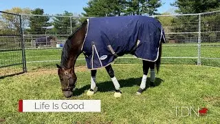 Life Is Good and Country Grammer Thriving at WinStar Farm