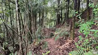 Helena Ridge Track : Te Araroa km 300-309