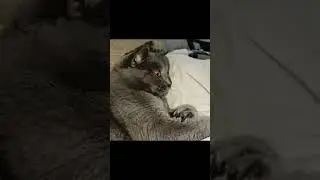 кот#cat