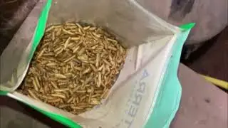 My 1st Product Review! Can this make your chickens lay more eggs & have harder shells? Grub Terra!