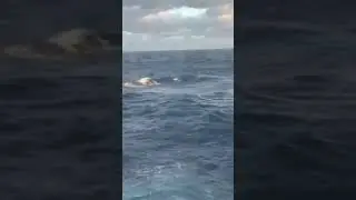 Crazy Waves In The Middle Of The Ocean #Waves #Cruise 🌊🌊