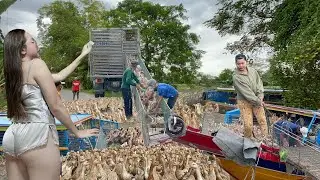 Full Video: Pov Life - 50,000 Ducks Unloading from 3 Boats | Rare Vietnam River Farming Scene