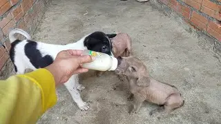Pity Piglets Her Mother Doesn't Allowed Her To Drink Milk 🍼 (Day3)*Oral Pigfarm
