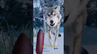The popsicle wolf trap🐺