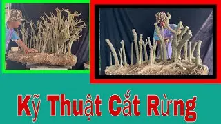 Kỹ Thuật Cắt Cụm Rừng Mai Chiếu Thuỷ